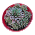 Sempervivum ‘Bronze Pastel’ rosette with offsets in a red pot.