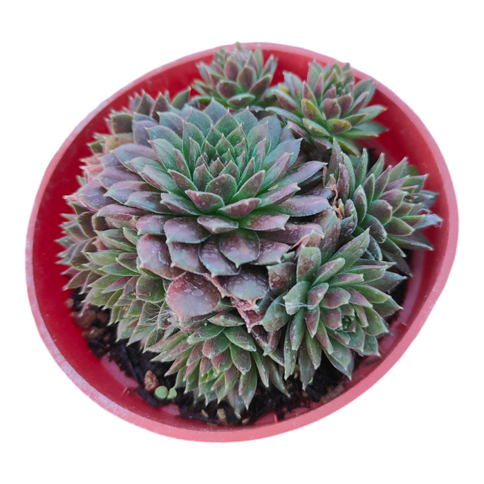 Sempervivum ‘Bronze Pastel’ rosette with offsets in a red pot.