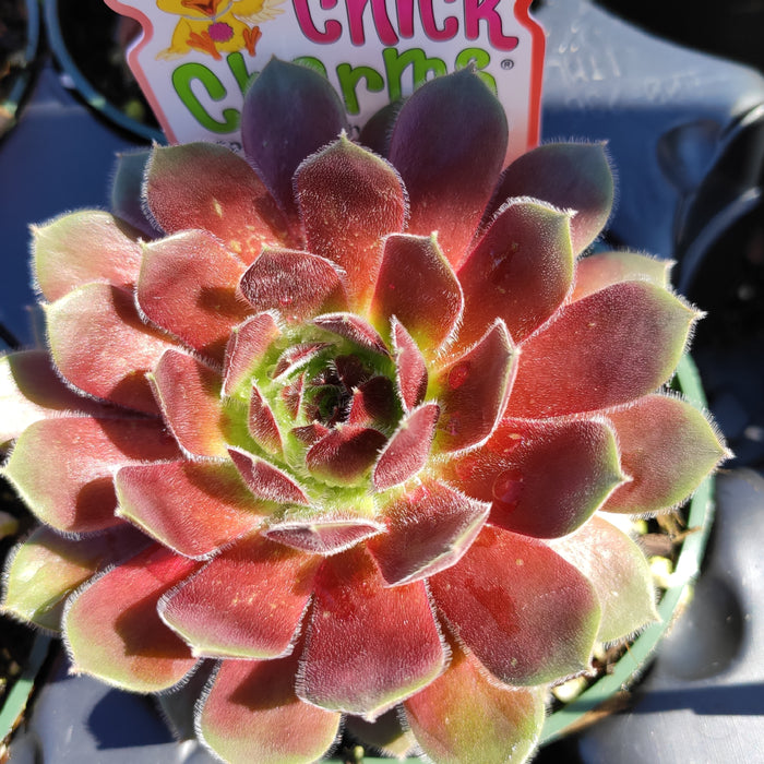 Sempervivum Chick Charms® Berry Bomb™ succulent, red-bronze spiral leaves.