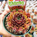 Sempervivum Chick Charms® Cinnamon Starburst™ in green nursery pot.