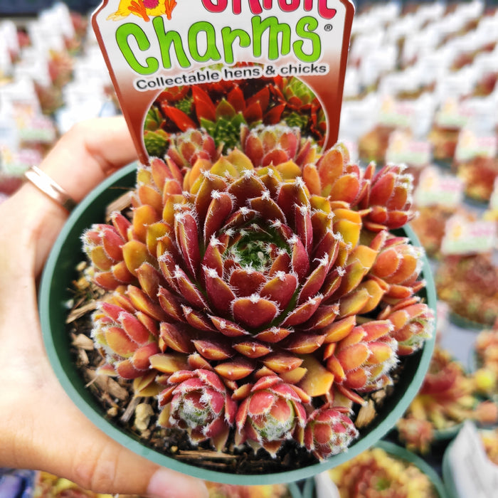 Sempervivum Chick Charms® Cinnamon Starburst™ in green nursery pot.