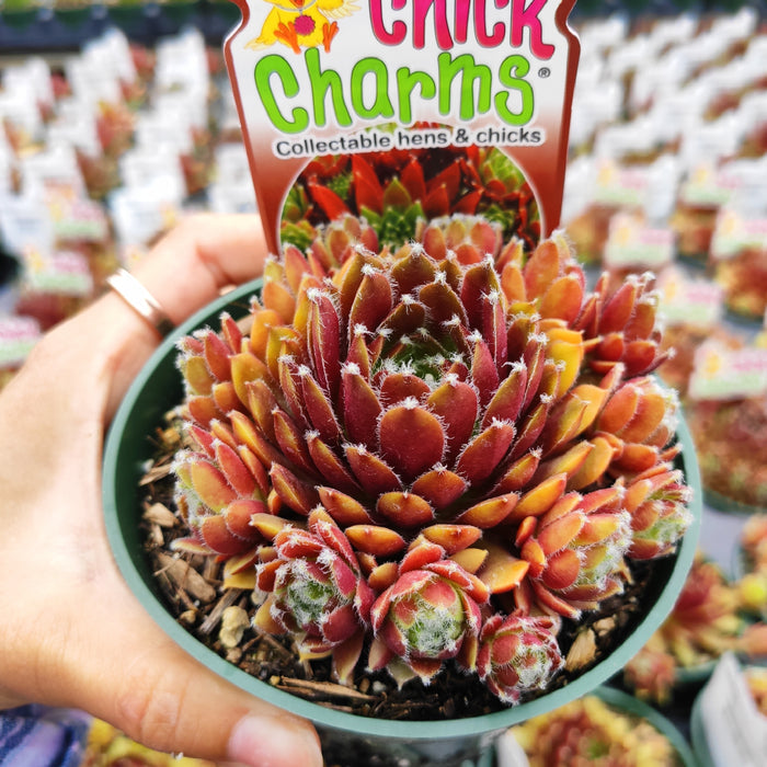Sempervivum Chick Charms® Cinnamon Starburst™ in nursery pot.