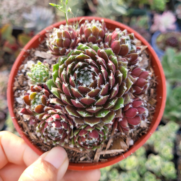 Sempervivum Chick Charms® Cinnamon Starburst™ in a nursery pot.