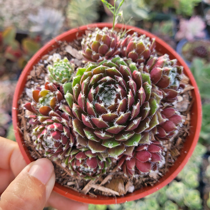 Sempervivum Chick Charms® Cinnamon Starburst™, rosette with red-tinged offsets.