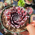 Sempervivum Chick Charms® Cosmic Candy™ in hand, deep red-purple rosette.