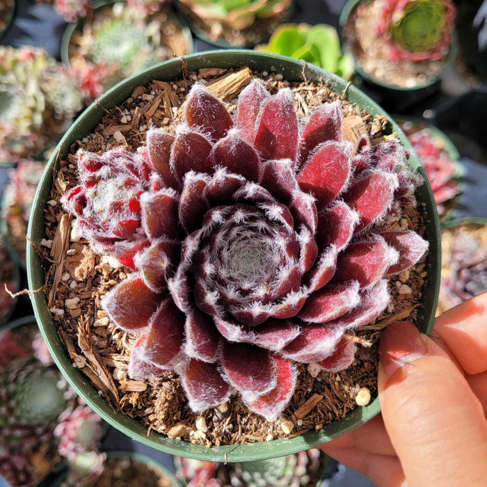 Sempervivum Chick Charms® Cosmic Candy™ in hand, deep red leaves.