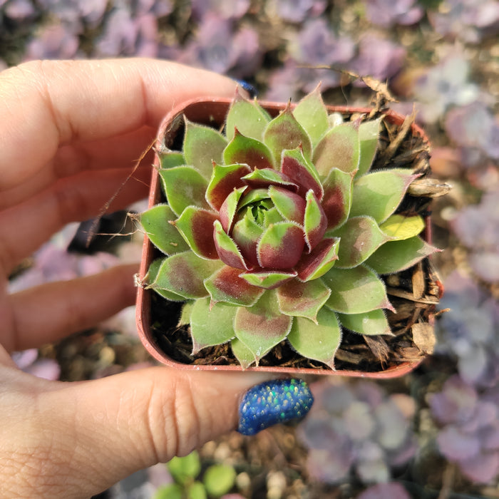 Sempervivum Chick Charms® Cranberry Cocktail™ succulent in hand.