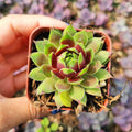 Sempervivum Chick Charms® Cranberry Cocktail™ in small square pot.