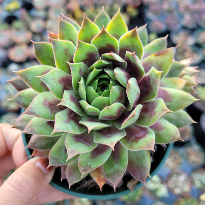 Sempervivum Chick Charms® Cranberry Cocktail™ in pot, surrounded by succulents.