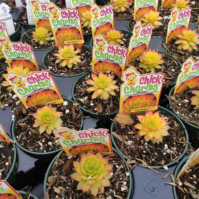 Sempervivum Chick Charms® Gold Nugget™ in nursery pots.