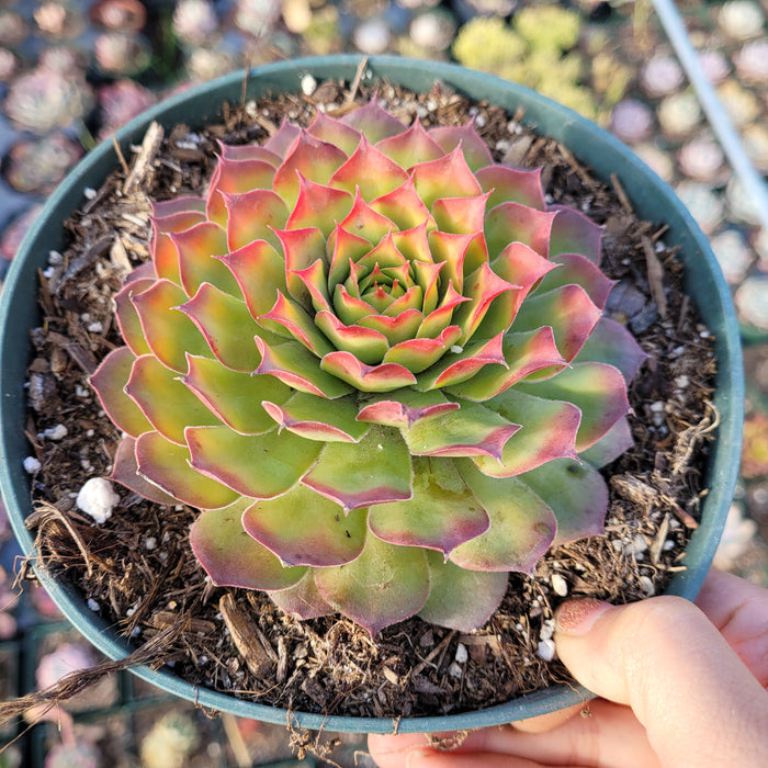 Sempervivum Chick Charms® Gold Nugget™ potted succulent in hand.