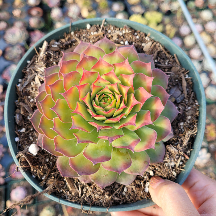 Sempervivum Chick Charms® Gold Nugget™ in nursery pot.