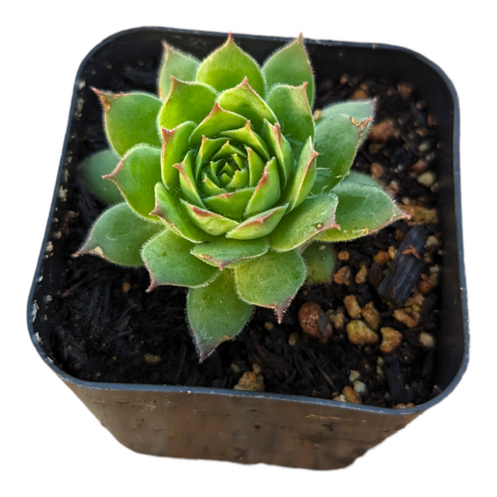 Sempervivum Chick Charms® Gold Nugget™ in square pot.