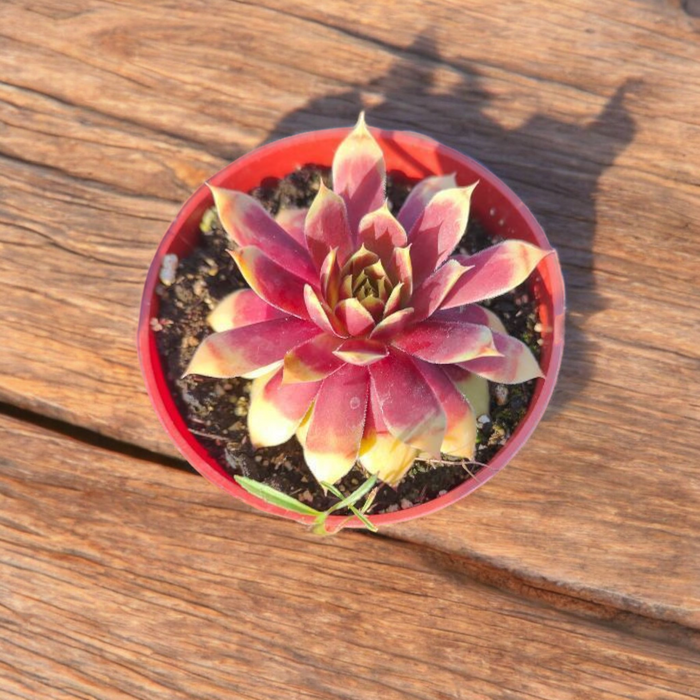 Sempervivum Chick Charms® Gold Nugget™ in red pot.