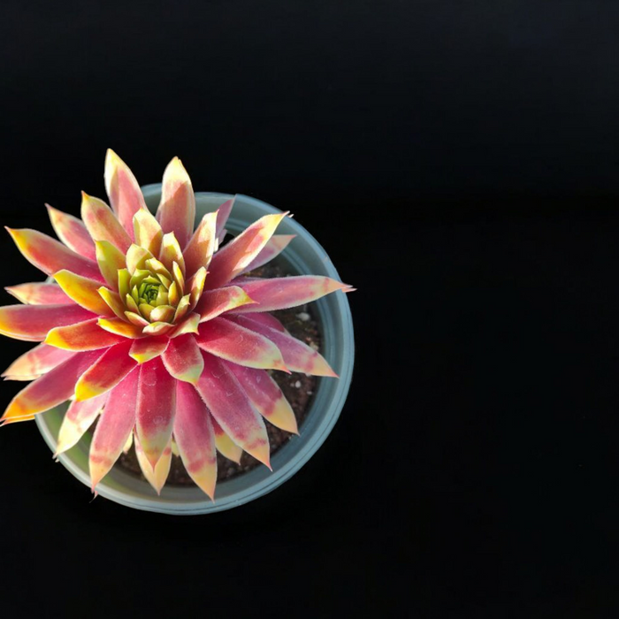 Sempervivum Chick Charms® Gold Nugget™ rosette in nursery pot.