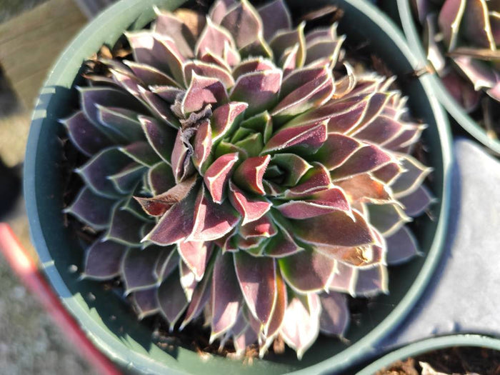 Sempervivum heuffelii rosette succulent, close-up view.