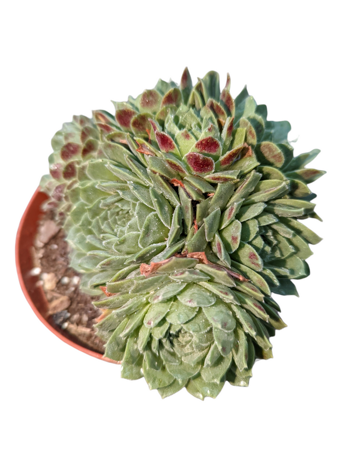 Sempervivum Sp with intricate, crested rosettes.