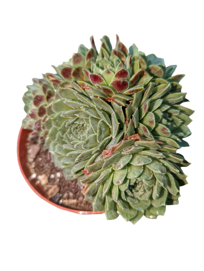 Sempervivum Sp. succulent with reddish-tipped rosettes and offsets.