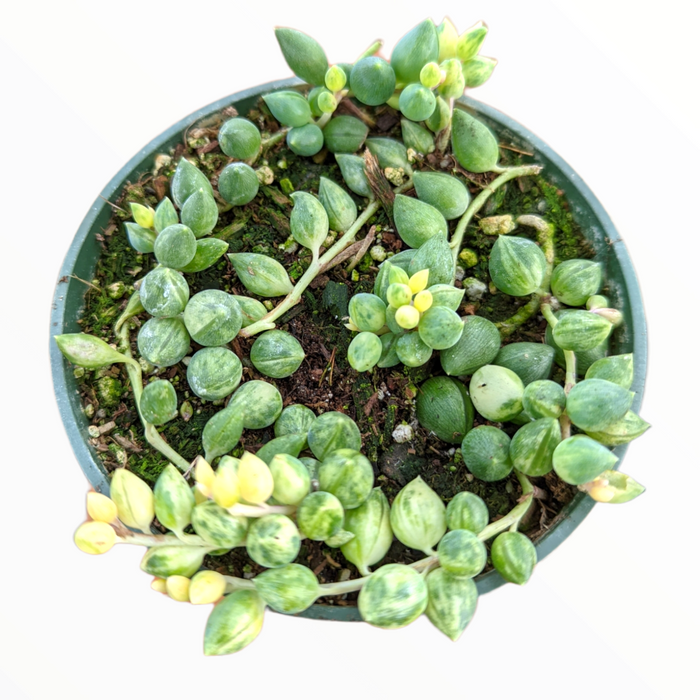 Senecio 'Angel Tears' Variegata trailing succulent in pot.