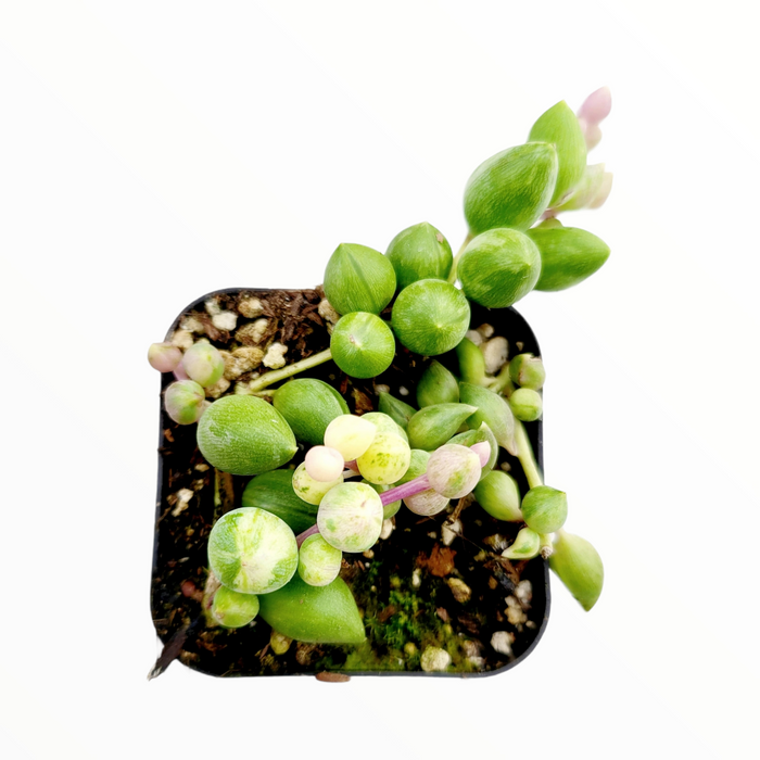 Senecio 'Angel Tears' Variegata succulent, bead-like leaves trailing.