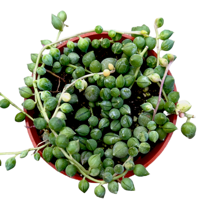 String-of-Pearls succulent, Senecio 'Angel Tears' Variegata, in pot.