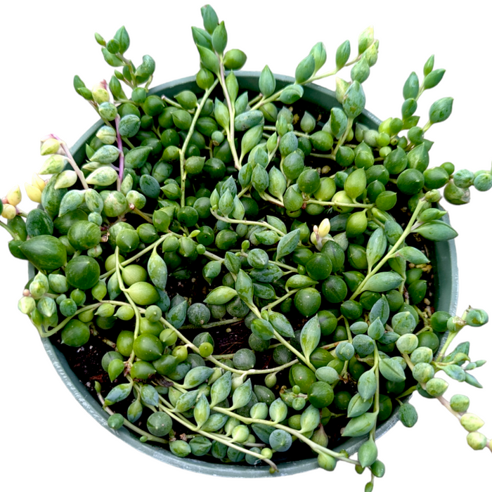 Senecio 'Angel Tears' Variegata with bead-shaped trailing leaves.