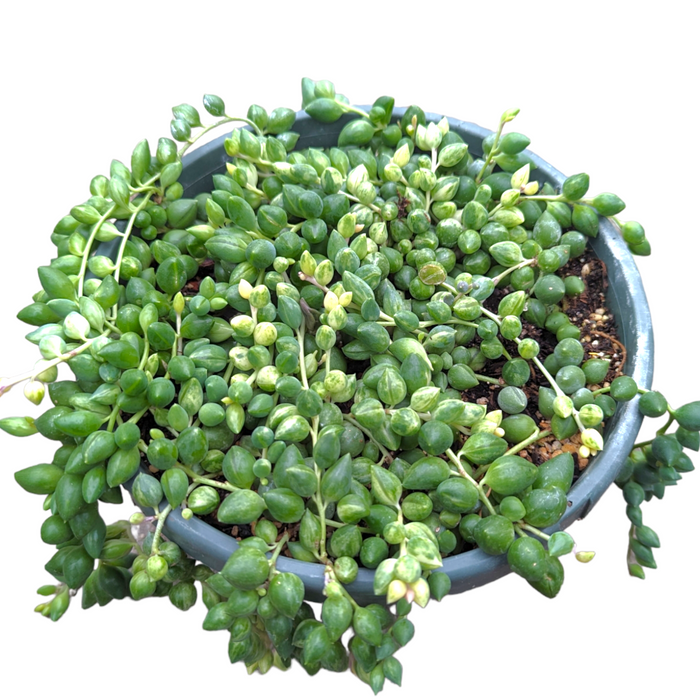 Senecio 'Angel Tears' Variegata trailing succulent.