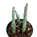 Senecio anteuphorbium Swizzle Sticks propagating in a small pot.