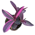 Setcreasea Plant Wandering Dude Purple Variegated, vibrant foliage.