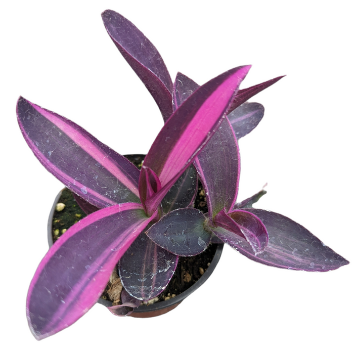 Setcreasea Plant Wandering Dude with purple variegated leaves.