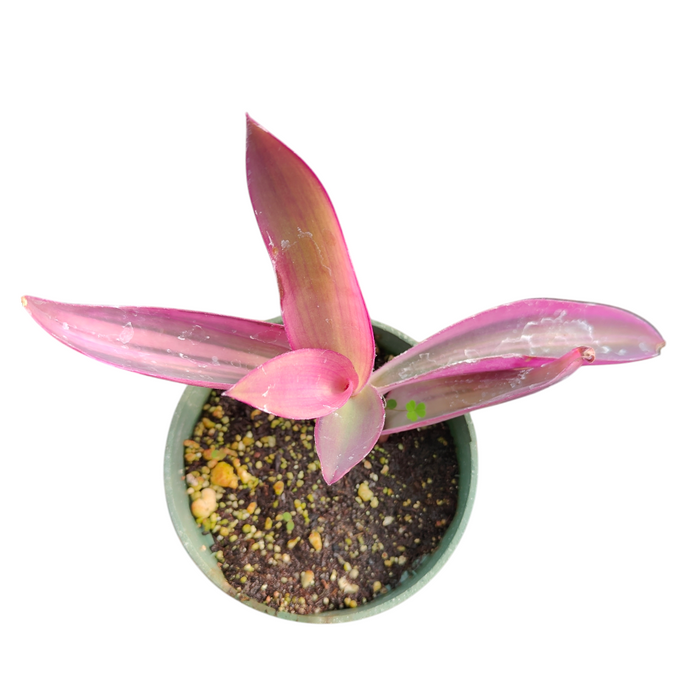 Setcreasea Plant Wandering Dude Purple Variegated in pot with fertilizer.