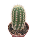 Soehrensia x Trichocereus 'Orange California' potted cactus with pale spines.