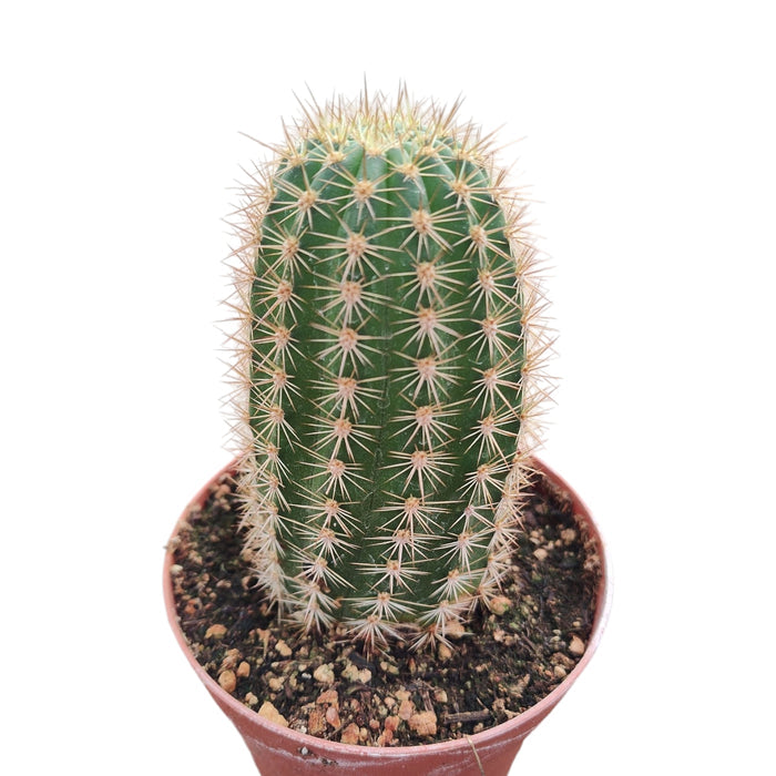 Soehrensia x Trichocereus 'Orange California' potted cactus with pale spines.