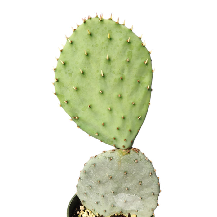 Spineless Prickly Pear Opuntia ficus-indica in small pot with spines.