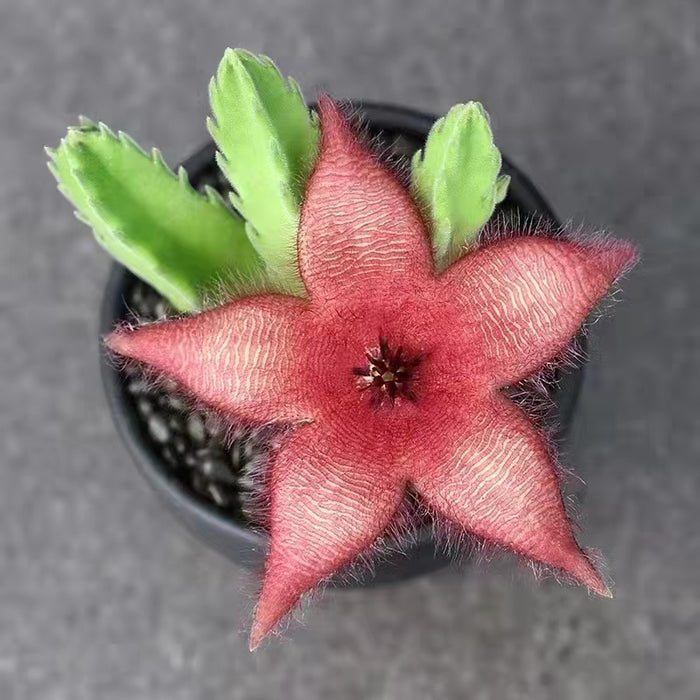 Stapelia grandiflora Mass with star-shaped, hairy bloom.