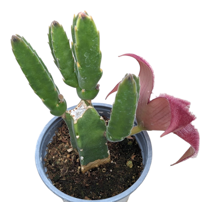 Stapelia grandiflora succulent with star-shaped carrion flower.