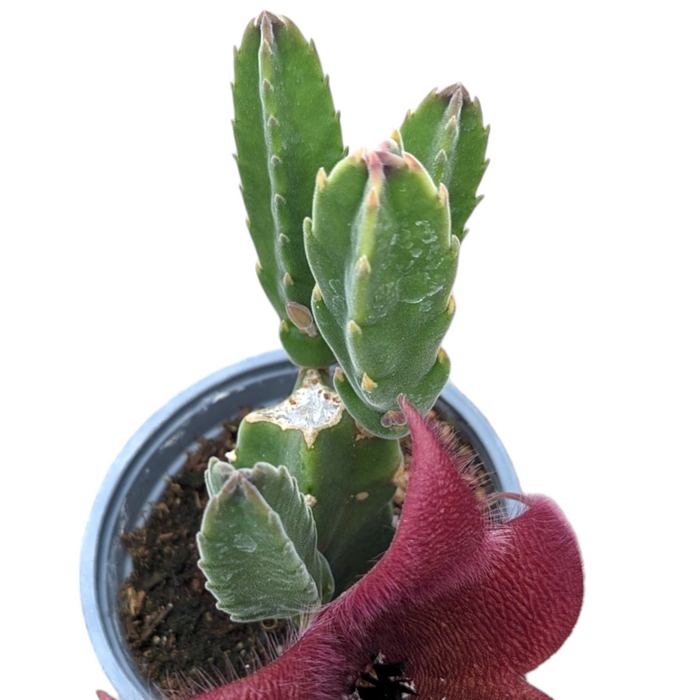 Stapelia grandiflora with star-shaped, dark-red blossom and green stems.