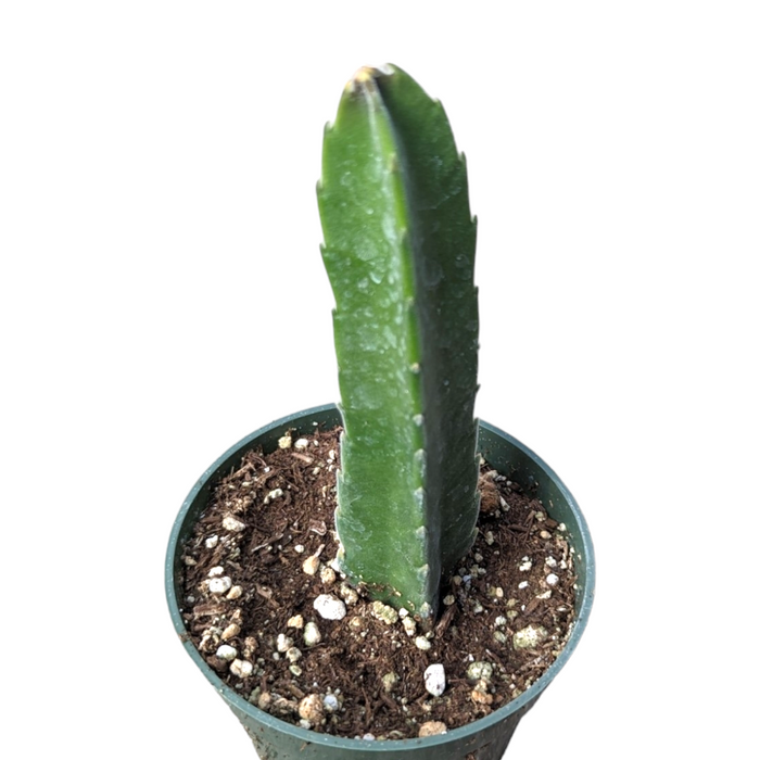 Stapelia grandiflora cutting in green nursery pot.