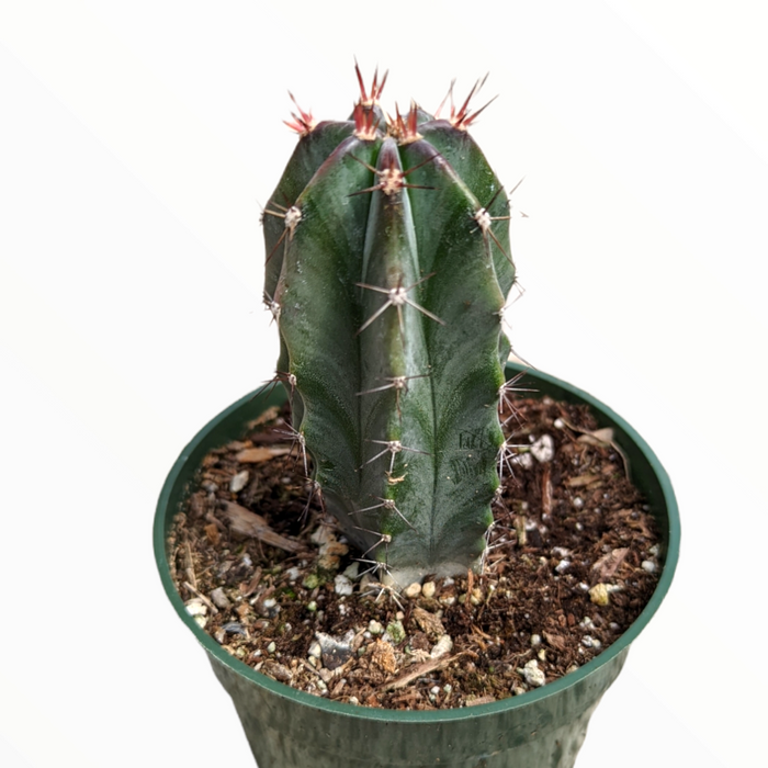 Stenocereus griseus cactus in nursery pot with spines and ribs.
