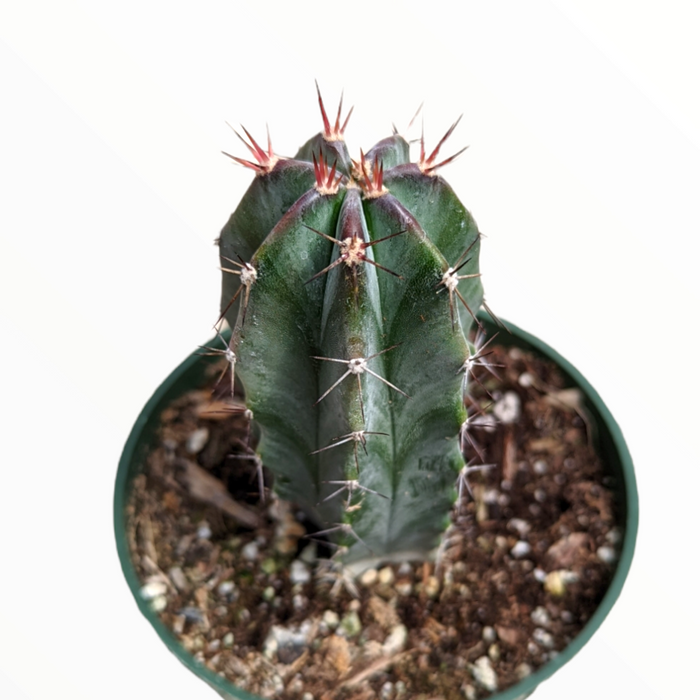 Stenocereus griseus in gritty potting mix.