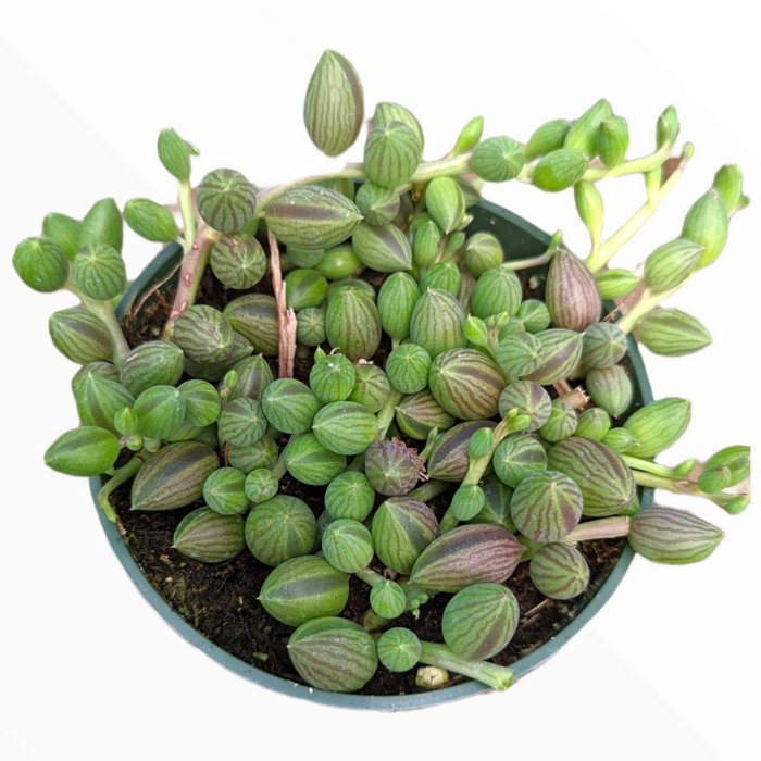 String of Watermelons succulent with bead-like, striped leaves.