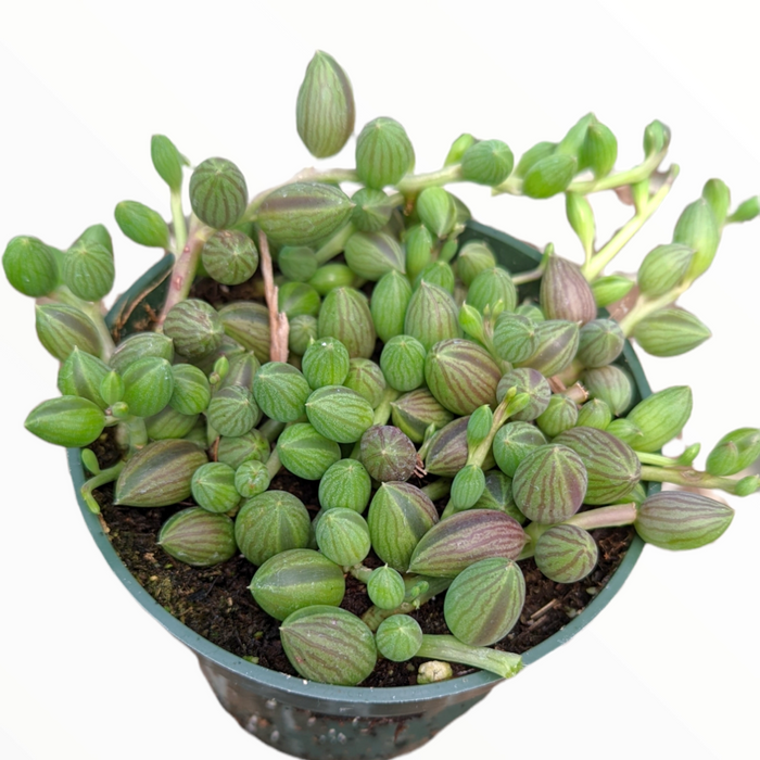 String of Watermelons Senecio herreanus potted plant with striped leaves.