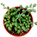String of Watermelons succulent with fleshy, striped, trailing leaves.