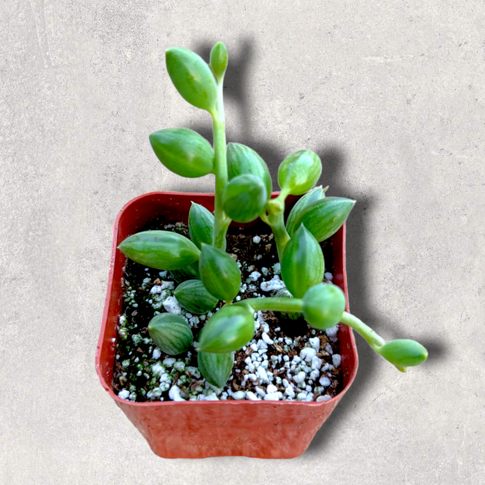 String of Watermelons Senecio in red pot with perlite mix.