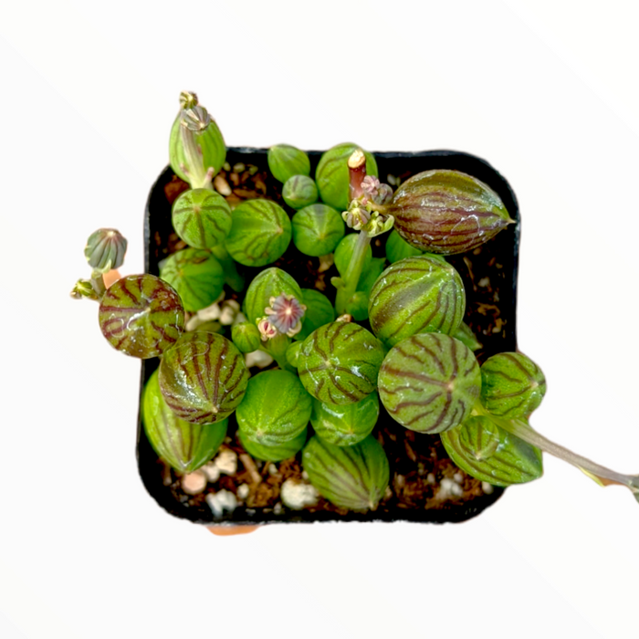 String of Watermelons succulent, small potted collection, top-down view.