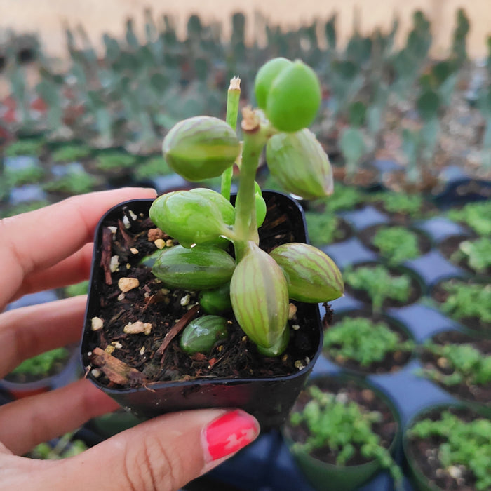 String of Watermelons Senecio herreanus in pot.
