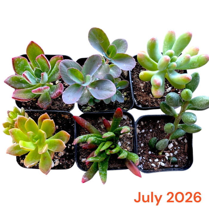 Subscription Box Plants List