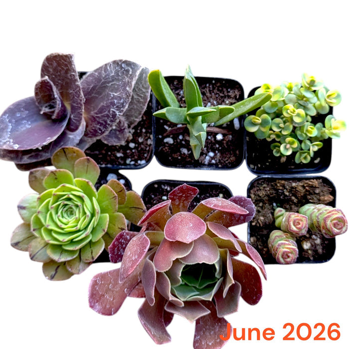 Subscription Box Plants List