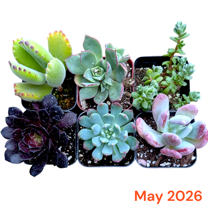 Collection of 6 succulents in small pots with a 'May 2026' label.