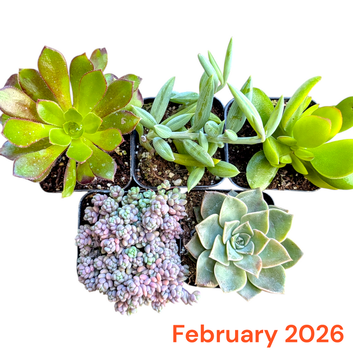 Subscription Box Plants List: five diverse potted succulents.